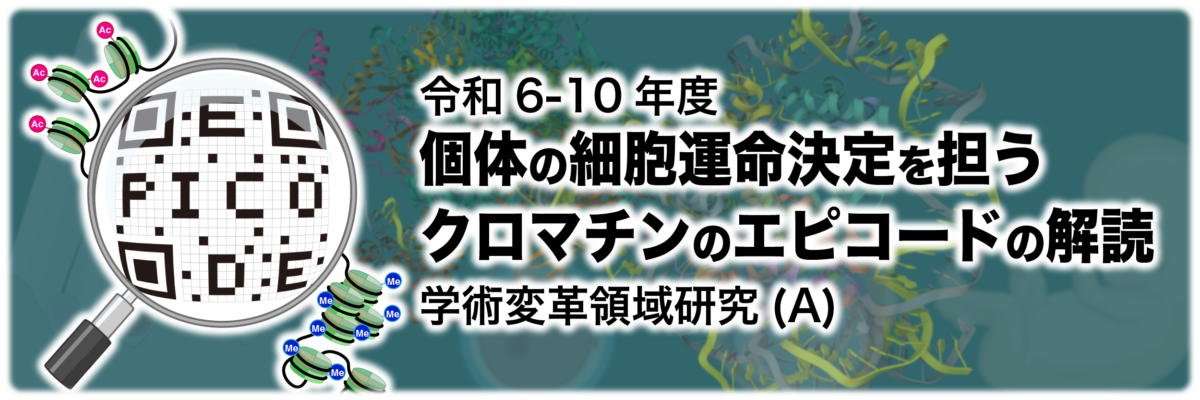 令和6-10年度 個体の細胞運命決定を担うクロマチンのエピコードの解読 学術変革領域研究(A)